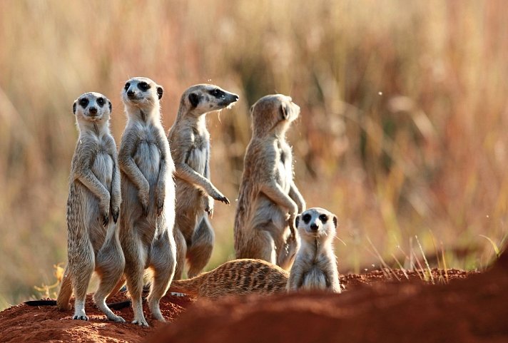 Erlebnis Gartenroute, Karoo & Addo