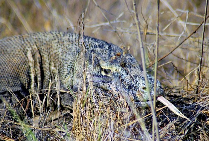 Komodo & Flores zum Kennenlernen (Gruppenreise)