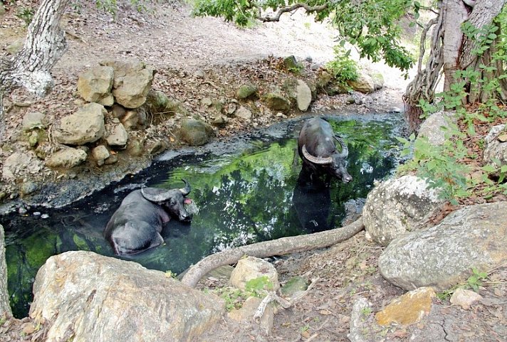 Komodo & Flores zum Kennenlernen (Gruppenreise)