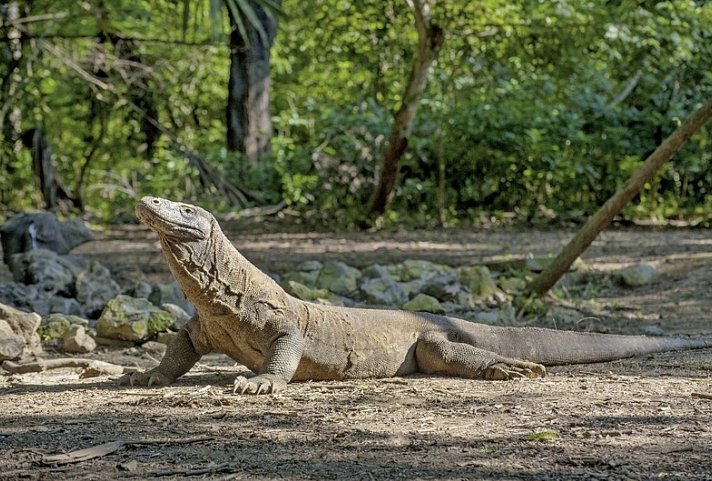 Komodo & Flores zum Kennenlernen (Gruppenreise)