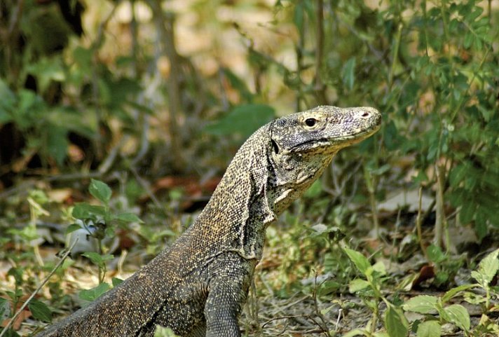 Komodo & Flores zum Kennenlernen (Privatreise)