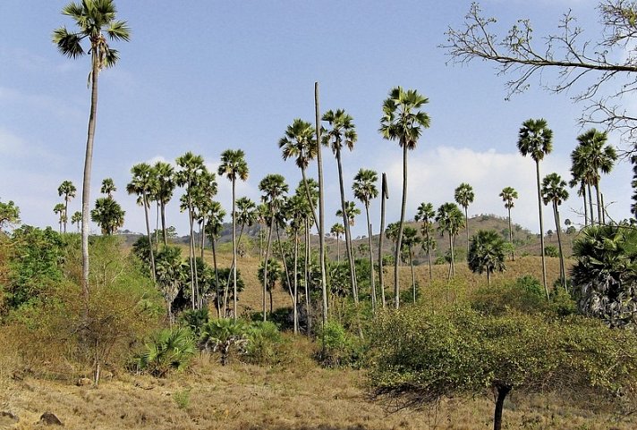 Komodo & Flores zum Kennenlernen (Privatreise)