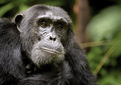 Uganda Entdecken Entebbe