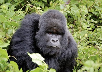 Stippvisite Uganda Entebbe