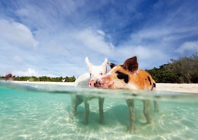 Tierisches Badevergnügen - Schwimmende Schweine Nassau
