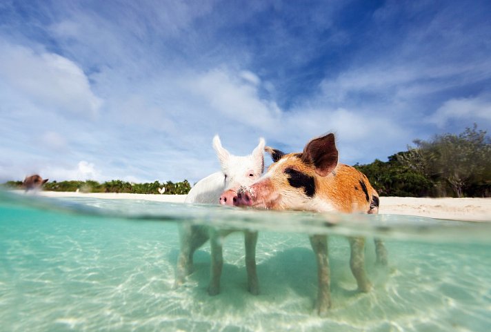 Tierisches Badevergnügen - Schwimmende Schweine