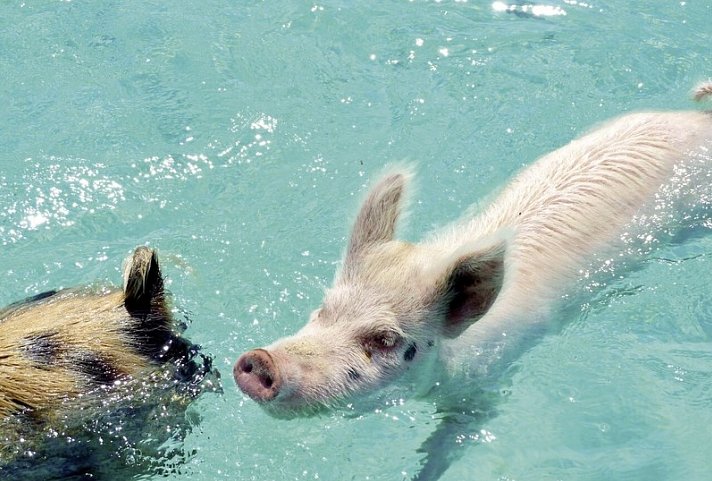 Tierisches Badevergnügen - Schwimmende Schweine