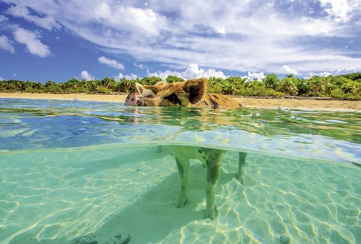 Tierisches Badevergnügen - Schwimmende Schweine