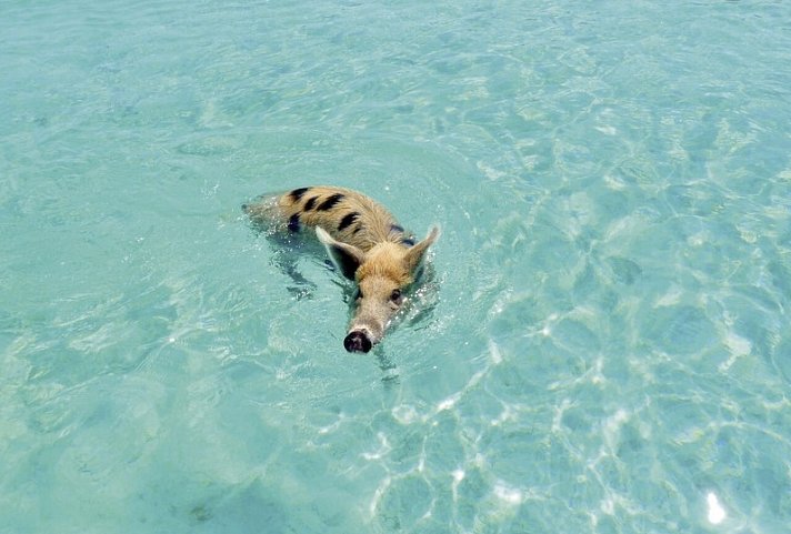 Tierisches Badevergnügen - Schwimmende Schweine