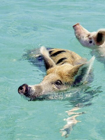 Tierisches Badevergnügen - Schwimmende Schweine