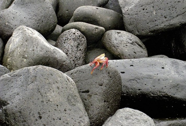 Galápagos Island Hopping