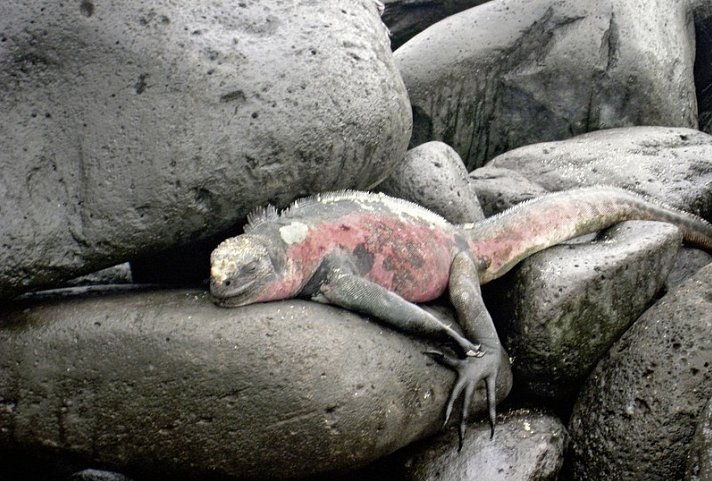 Galápagos Island Hopping