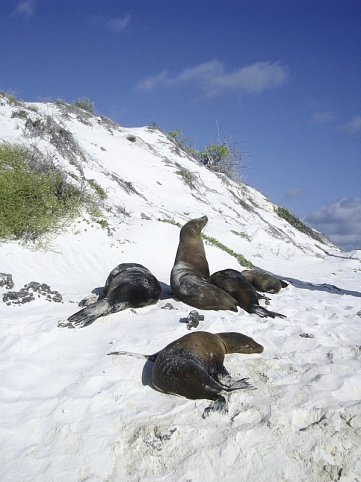 Galápagos Island Hopping