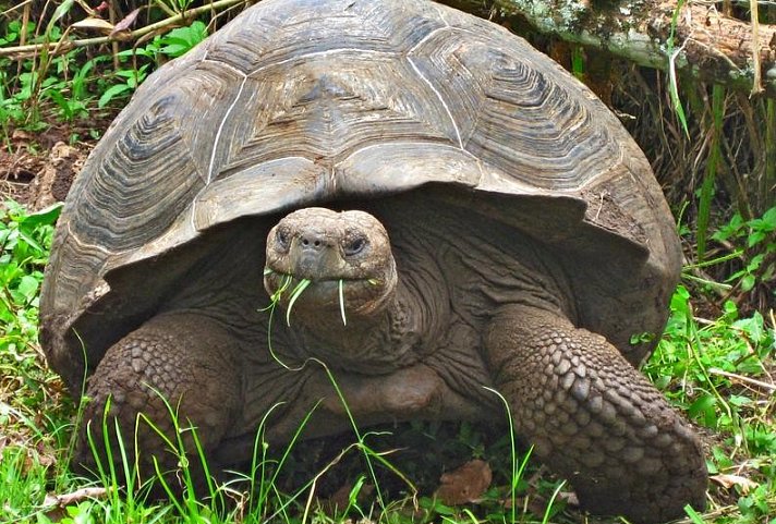 Galápagos Island Hopping