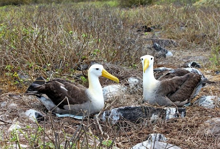 Galápagos Island Hopping