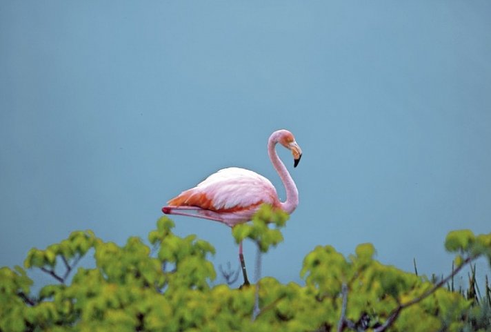 Galápagos Island Hopping