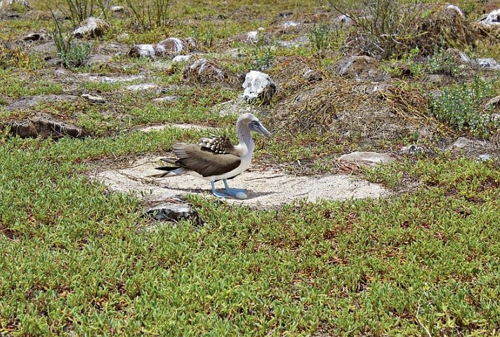 Galápagos Island Hopping