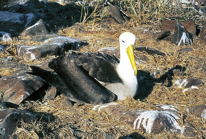 Galápagos Scalesia Lodge - 4 Nächte