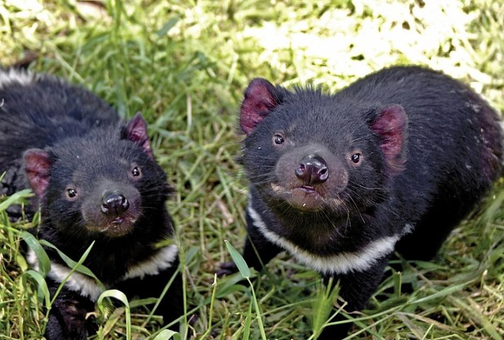 Tasmaniens Wildnis & Wildlife