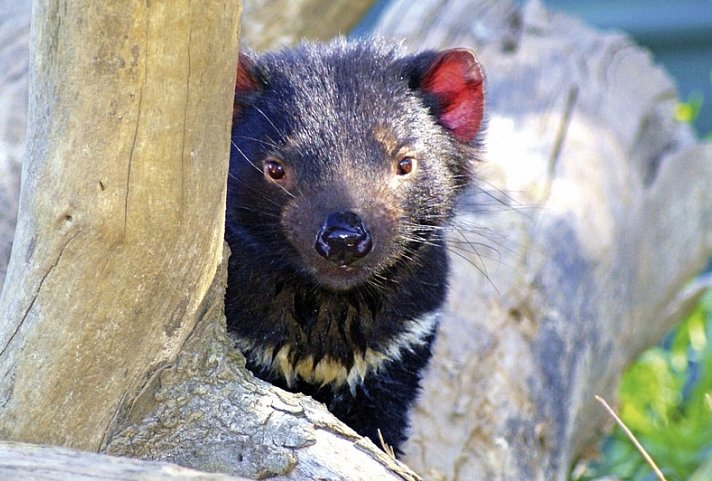 Tasmaniens Wildnis & Wildlife