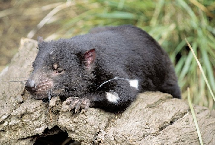 Tasmaniens Wildlife