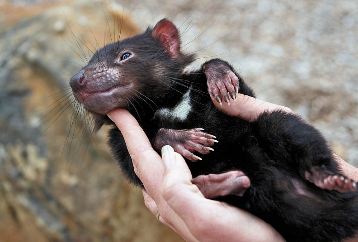Tasmaniens Wildlife