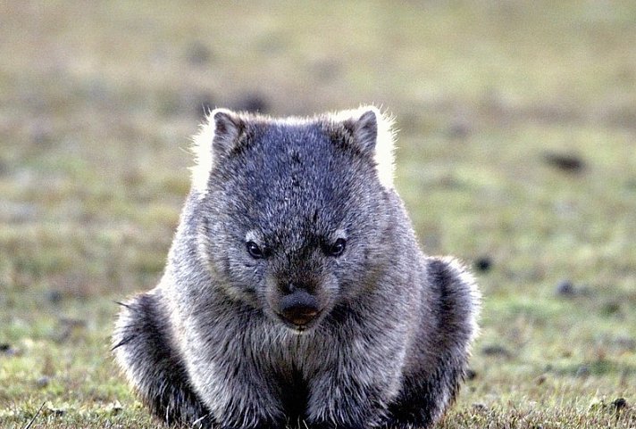 Tasmaniens Wildlife