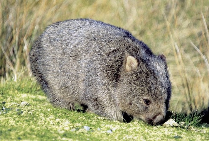 Tasmaniens Zauber auf 4 Rädern