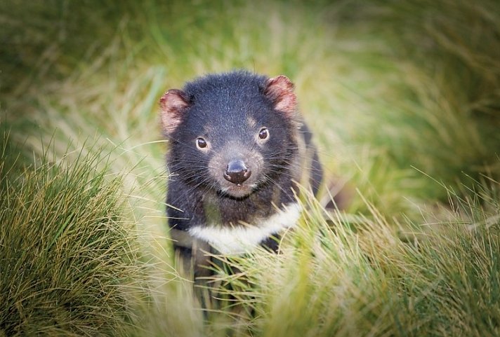 Tasmaniens Zauber auf 4 Rädern