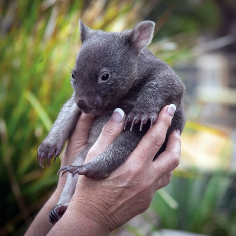 Tasmaniens Zauber auf 4 Rädern