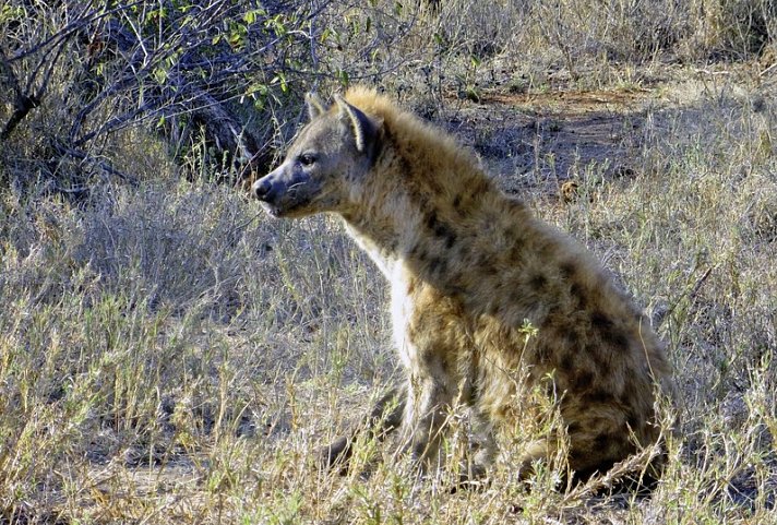 Höhepunkte Mpumalangas