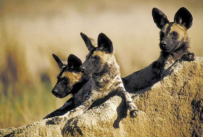 Mpumalanga - Im Reich der wilden Tiere