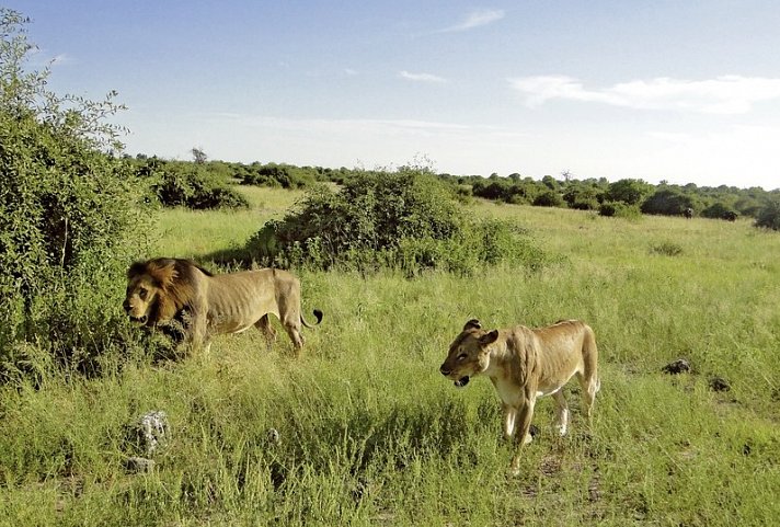 Drifters - Botswana Explorer 16 Nächte ab/bis Johannesburg