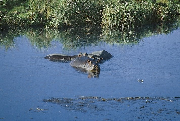 Tansania Explorer