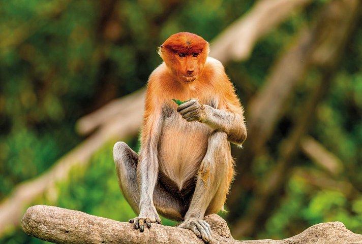 Kleine Borneo Rundreise (5 Nächte)