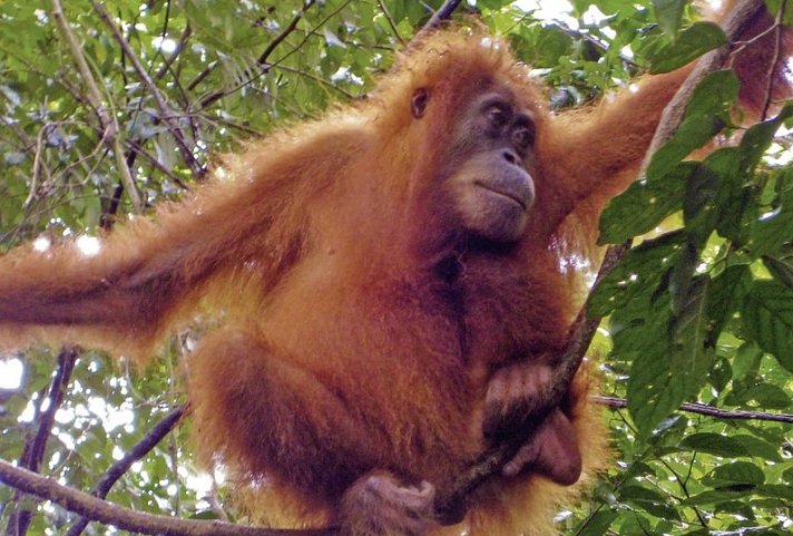 Schätze Indonesiens (Gruppenreise)