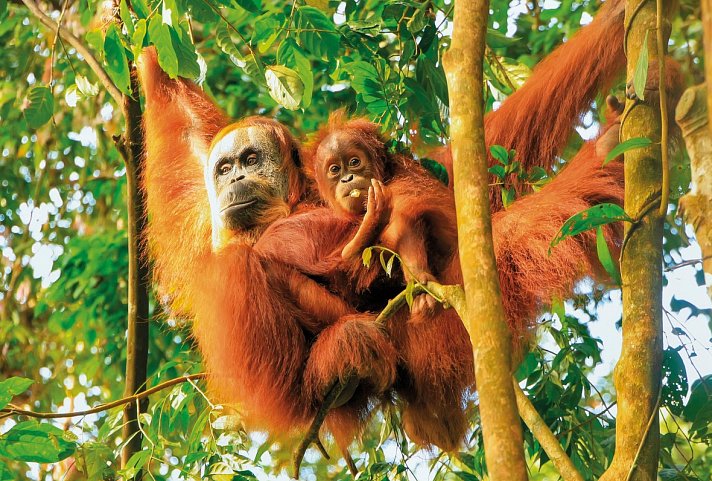 Höhepunkte Indonesiens - Sumatra und Java entdecken (Gruppenreise)