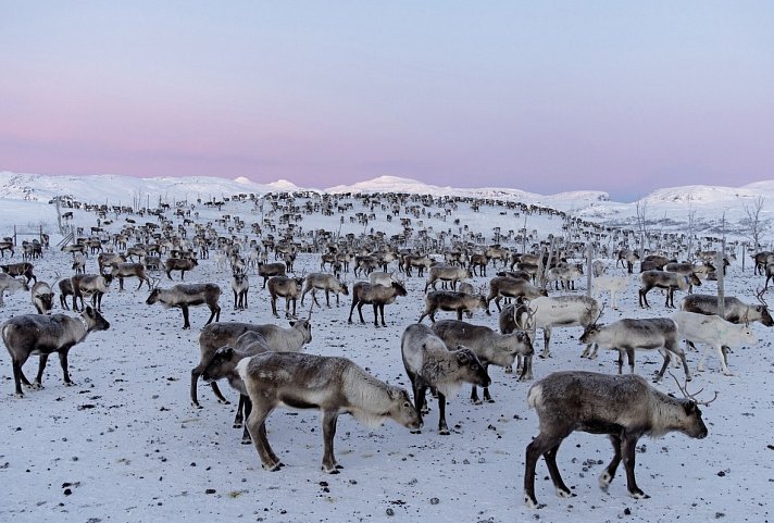 Abisko & ICEHOTEL - Das pure Nordlichtabenteuer