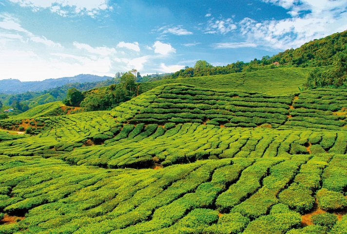 Naturerlebnis Cameron Highlands (Superior-Variante, ab/bis Kuala Lumpur)