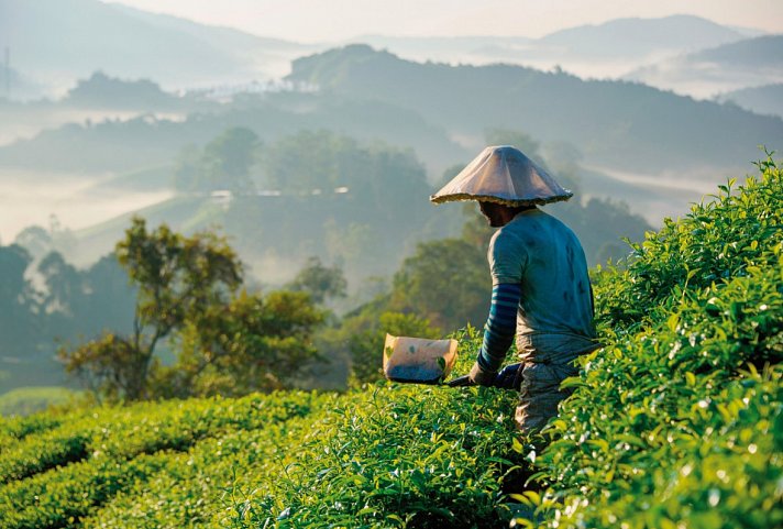 Naturerlebnis Cameron Highlands (Deluxe-Variante, ab/bis Kuala Lumpur)