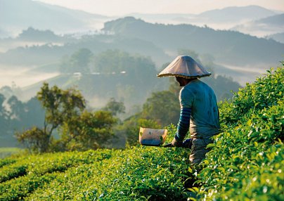 Naturerlebnis Cameron Highlands (Deluxe-Variante, ab Kuala Lumpur/bis Penang) Kuala Lumpur