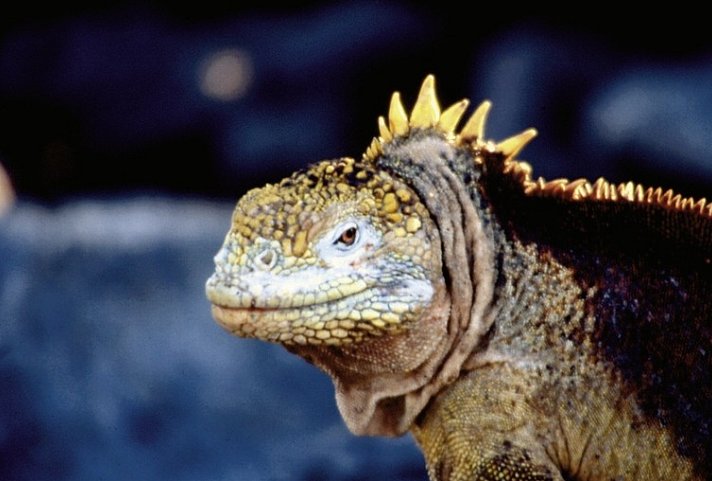 Inkazentren, Kolonialpracht & einzigartige Naturschauspiele