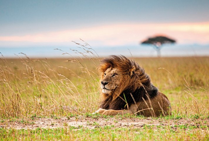 Masai Mara Fly-In Safari Premium ab/bis Mombasa