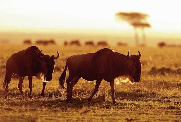 Masai Mara Fly-In Safari Premium ab/bis Mombasa