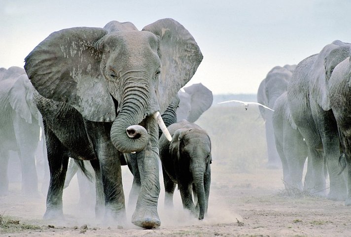 Masai Mara Fly-In Safari Premium ab/bis Mombasa