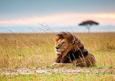 Masai Mara Fly-In Safari Premium ab/bis Mombasa Mombasa