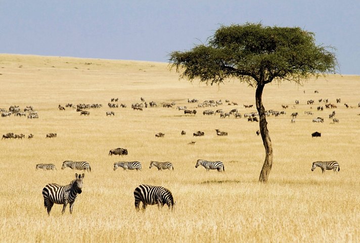 Masai Mara Fly-In Safari Premium ab/bis Mombasa