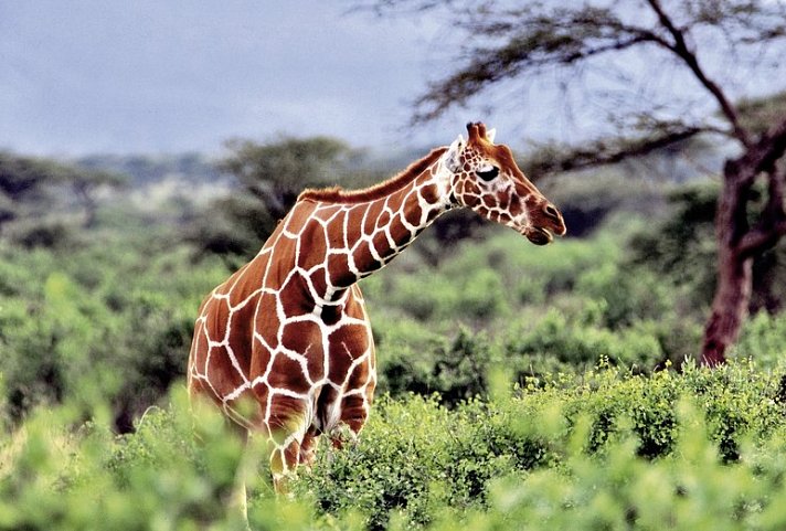 Masai Mara Fly-In Safari Premium ab/bis Mombasa