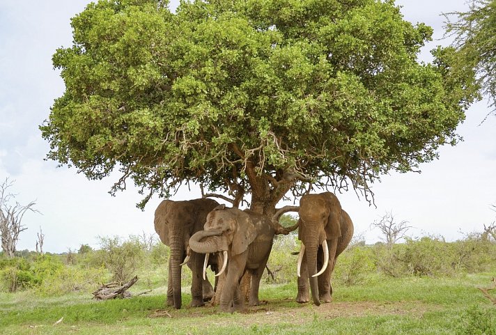 Abenteuer Kenia