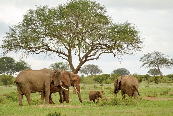 Abenteuer Kenia